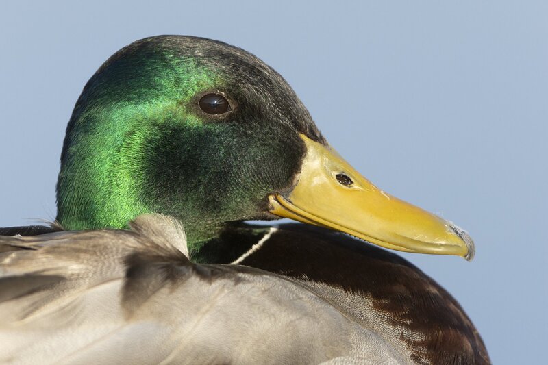 mallard-9921.jpg