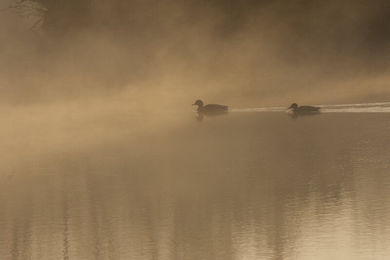 mallard-9924.jpg