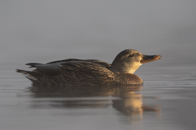 mallard-9977.jpg