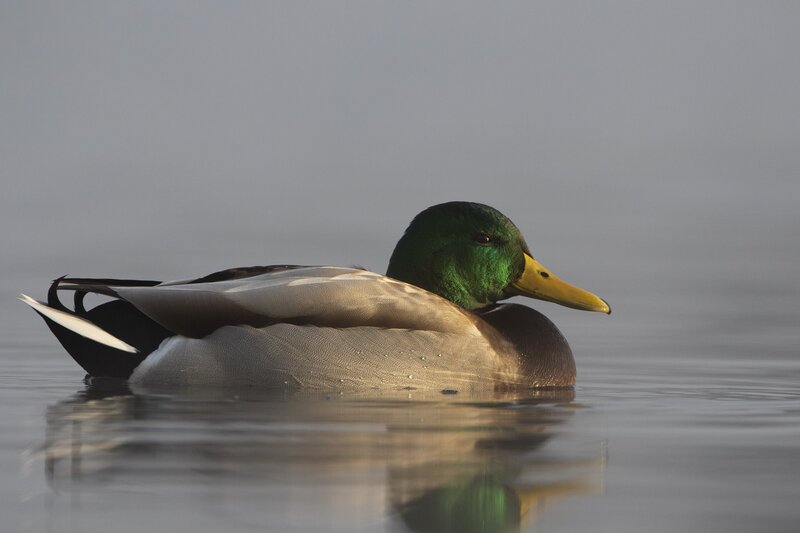 mallard-9979.jpg