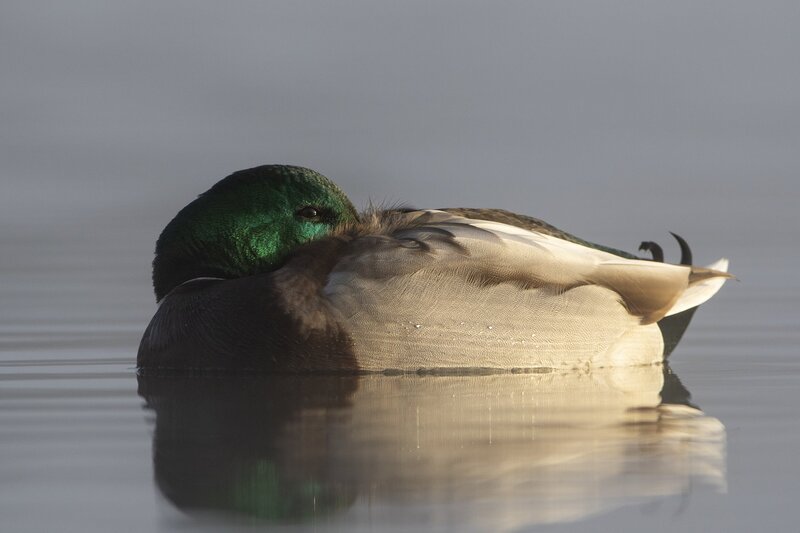 mallard-9995.jpg