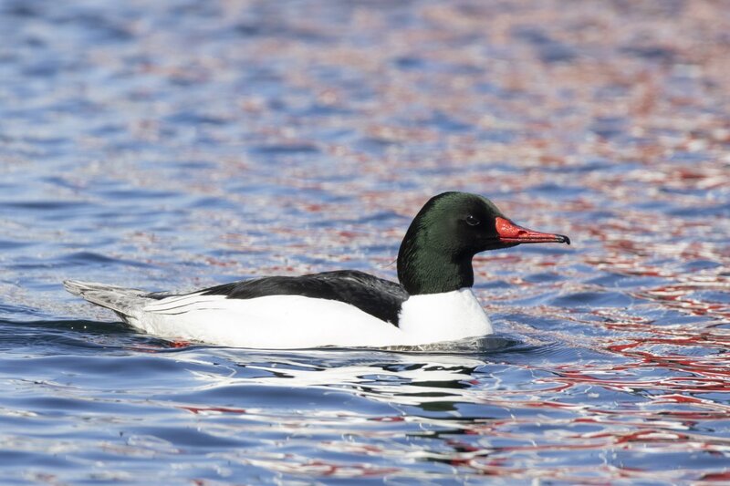 merganser5391.jpg