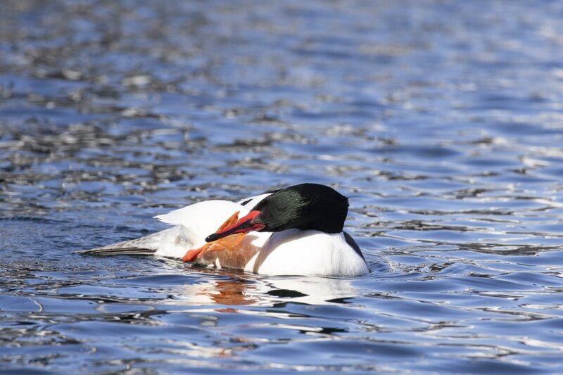 merganser5401.jpg