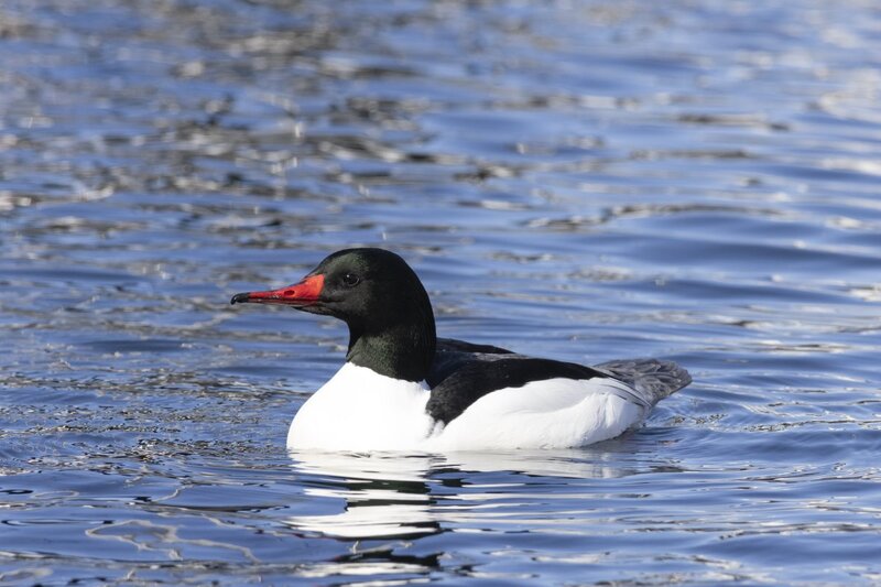 merganser5423.jpg