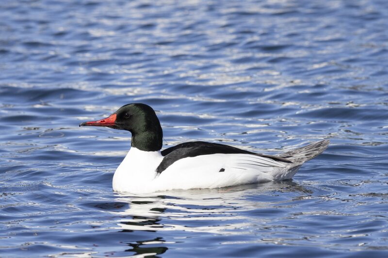 merganser5426.jpg