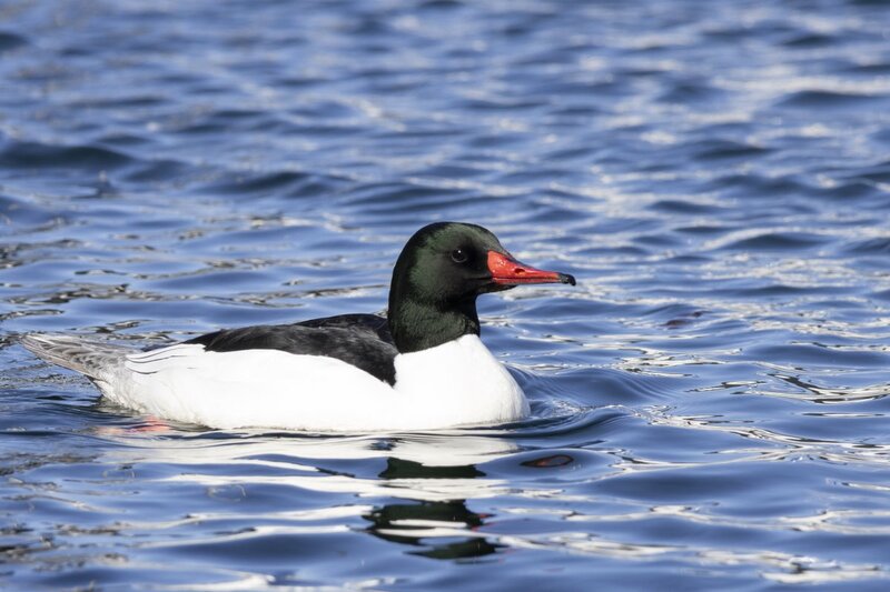 merganser5431.jpg