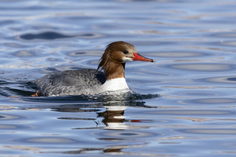 merganser5492.jpg