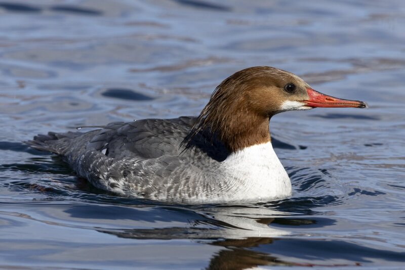 merganser5509.jpg