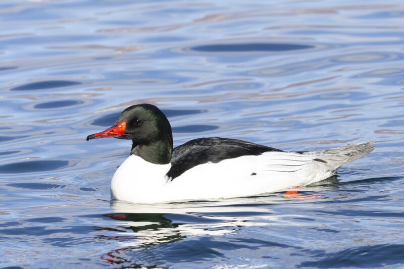 merganser5581.jpg