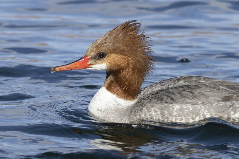 merganser5582.jpg