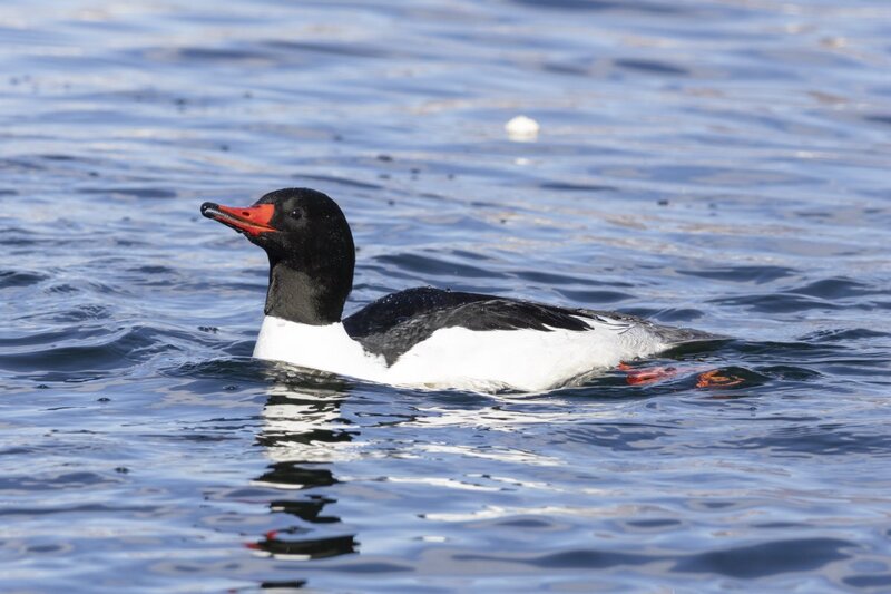 merganser5601.jpg