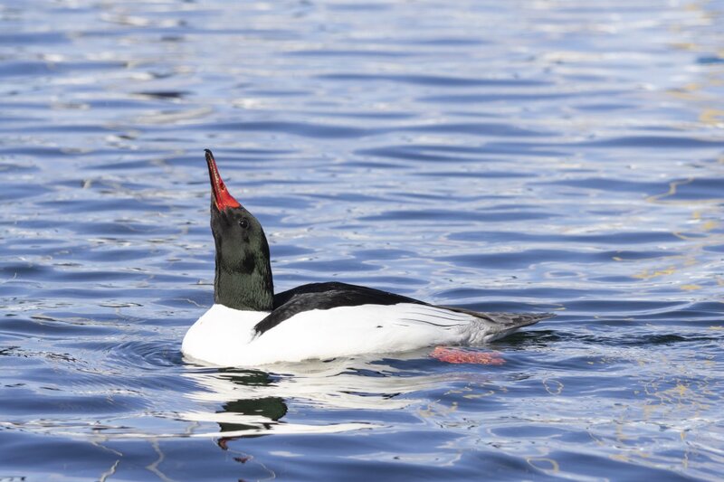 merganser5609.jpg