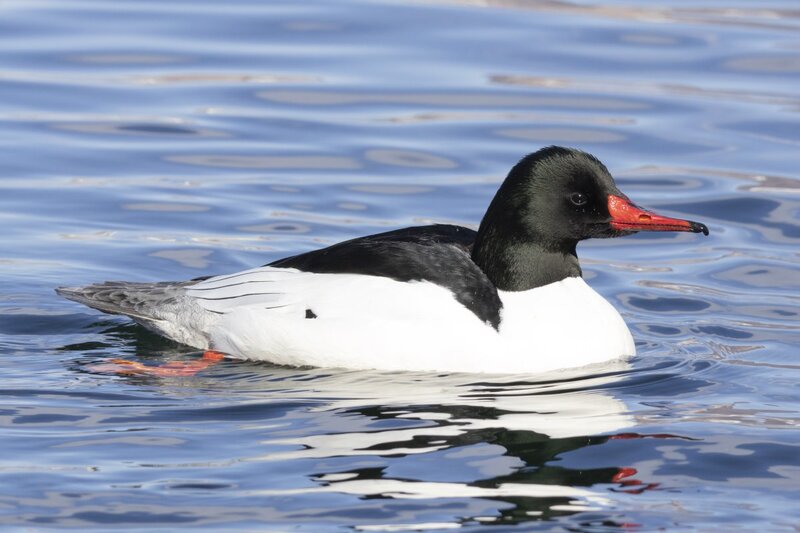 merganser5627.jpg