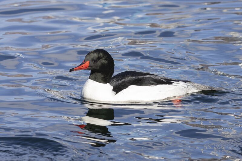 merganser5637.jpg