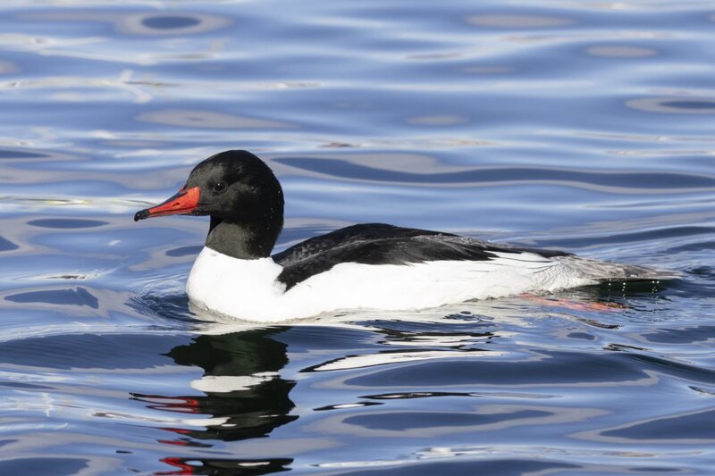 merganser5661.jpg