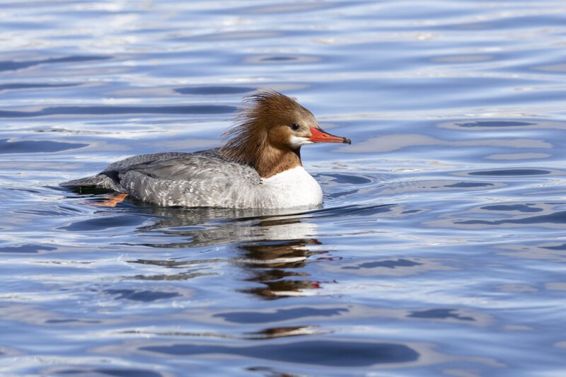 merganser5689.jpg