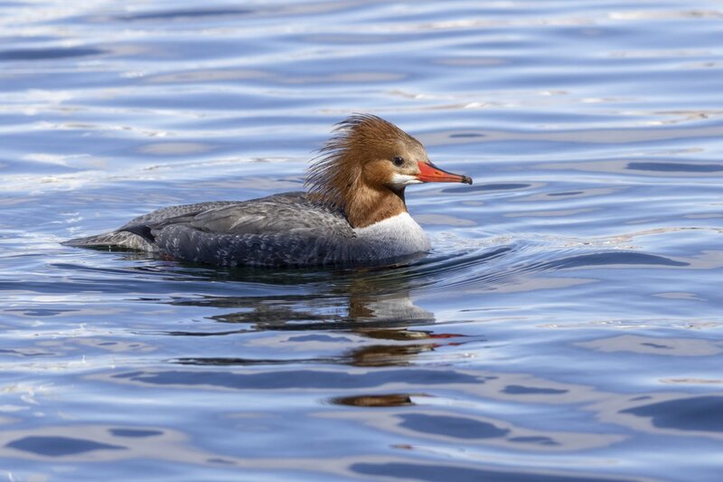 merganser5701.jpg