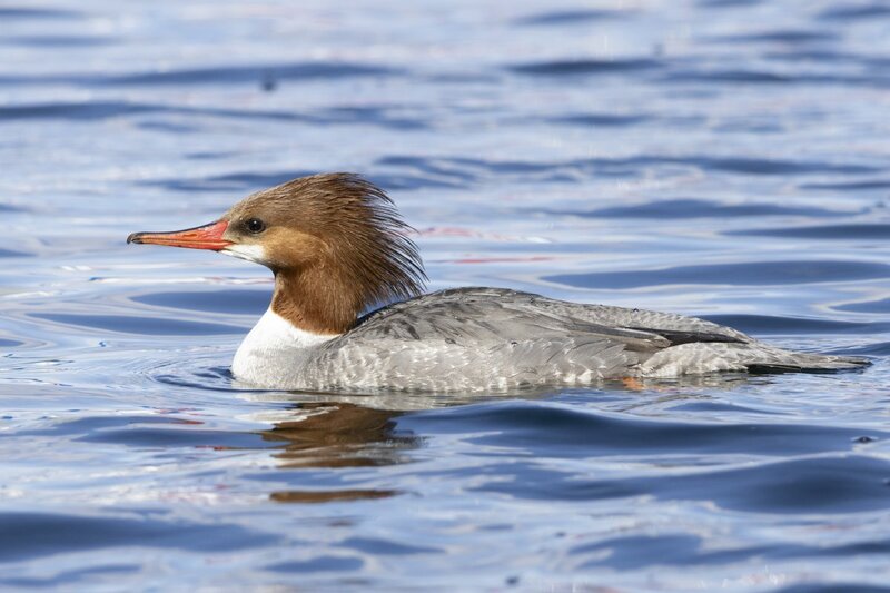 merganser5706.jpg