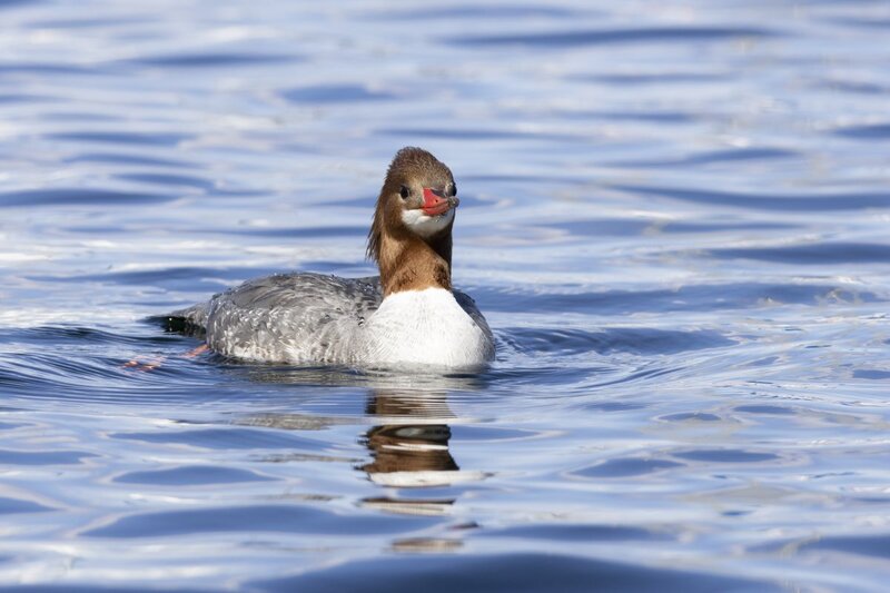 merganser5713.jpg