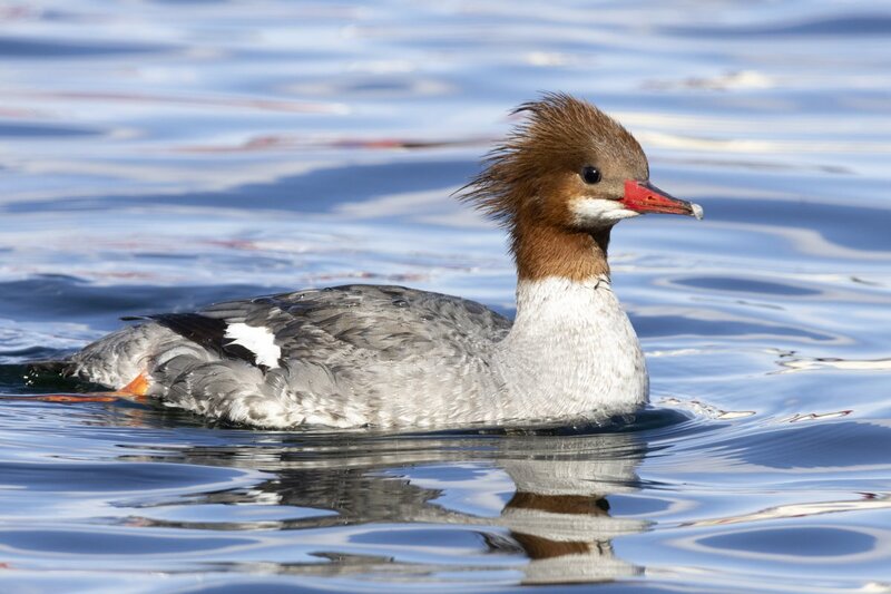 merganser5745.jpg