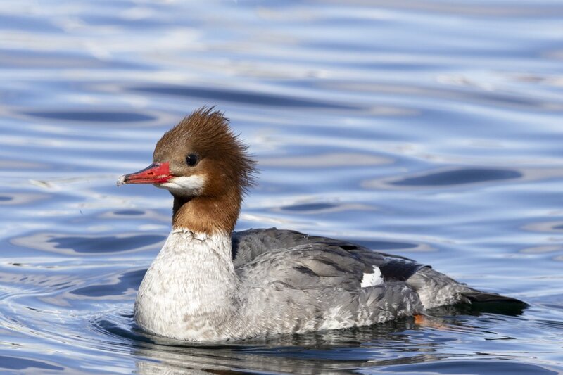 merganser5761.jpg