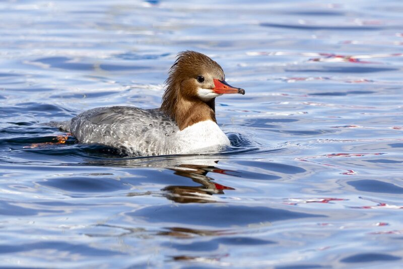 merganser5768.jpg