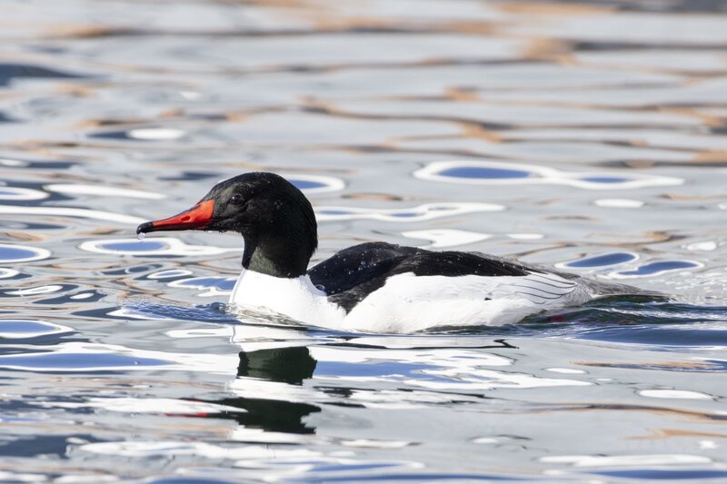 merganser5815.jpg
