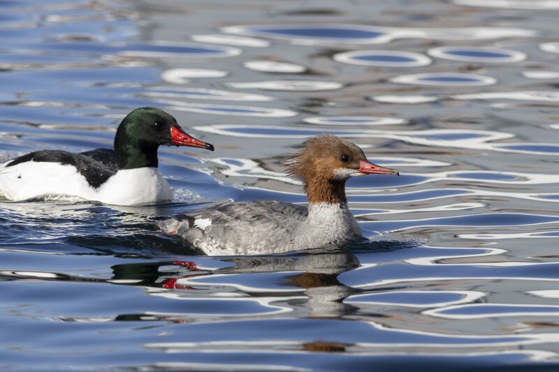 merganser5826.jpg