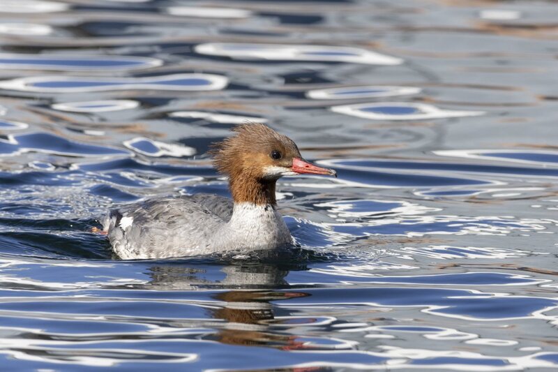 merganser5829.jpg
