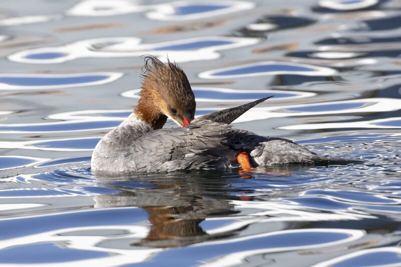 merganser5837.jpg