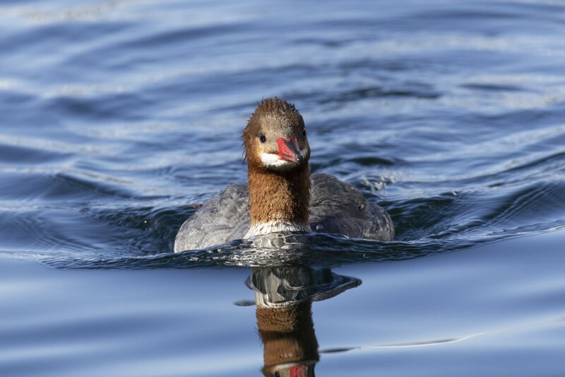 merganser5854.jpg