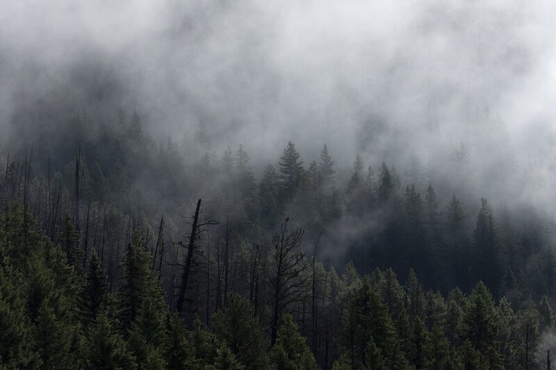 mistforest-0461.jpg