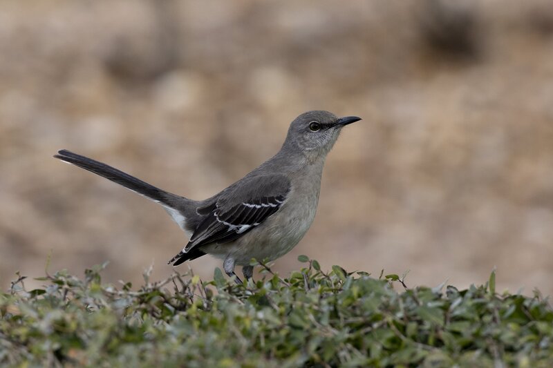 mockingbird-0138.jpg