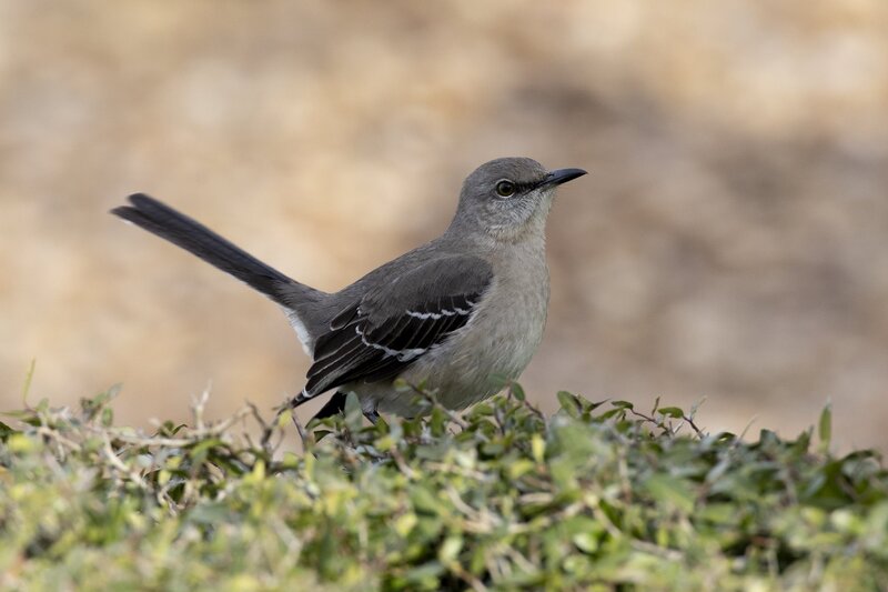 mockingbird-0151.jpg