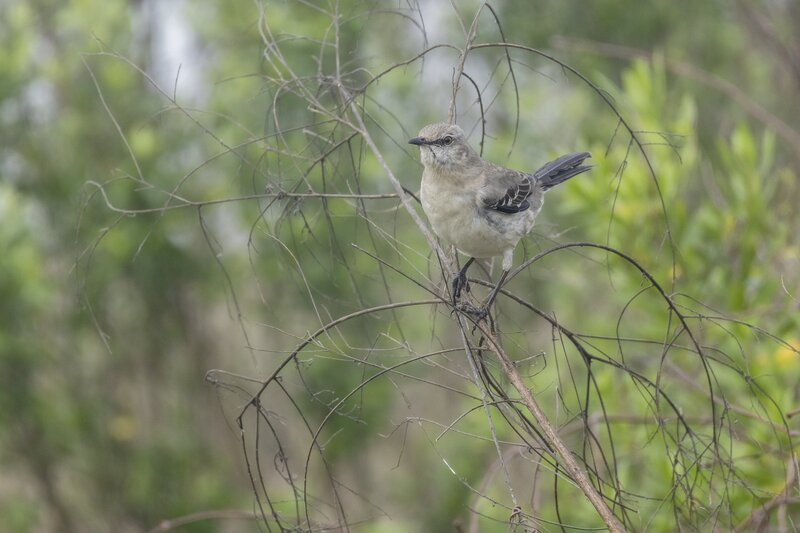 mockingbird-2916.jpg