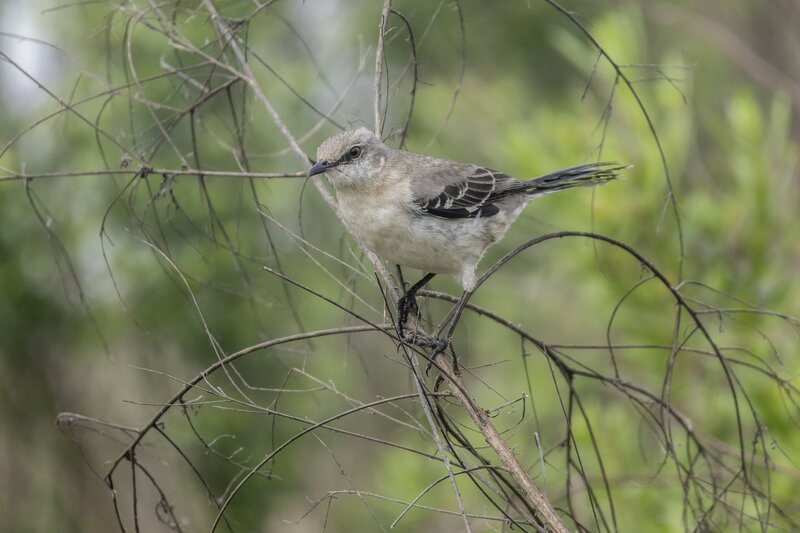 mockingbird-2920.jpg
