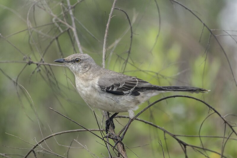 mockingbird-2923.jpg