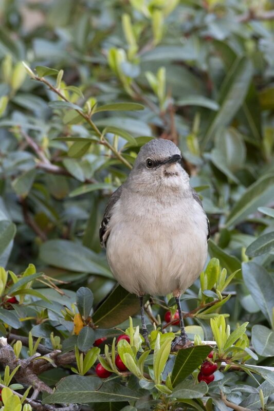 mockingbird6614.jpg