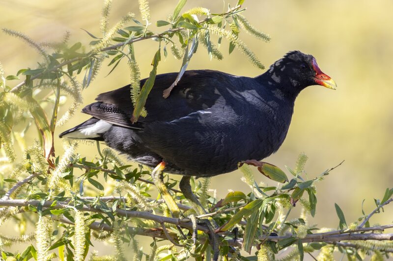 moorhen4761.jpg