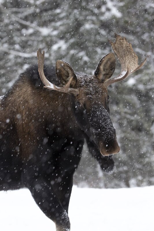 moose-0956.jpg :: Bull moose during snowfall in winter