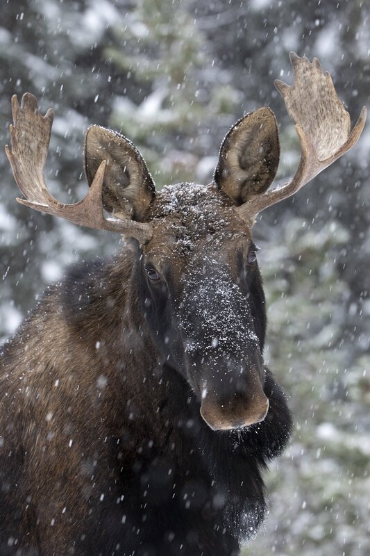 moose-0970.jpg :: Bull moose during snowfall in winter