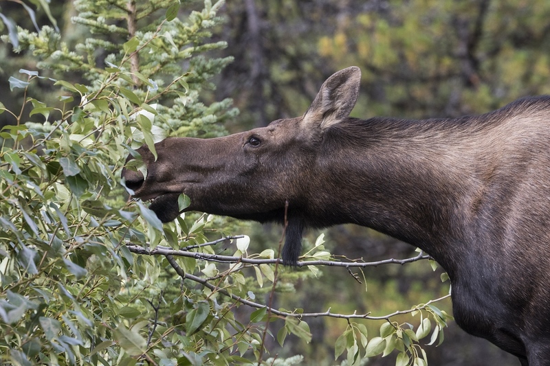 moose-3846.jpg