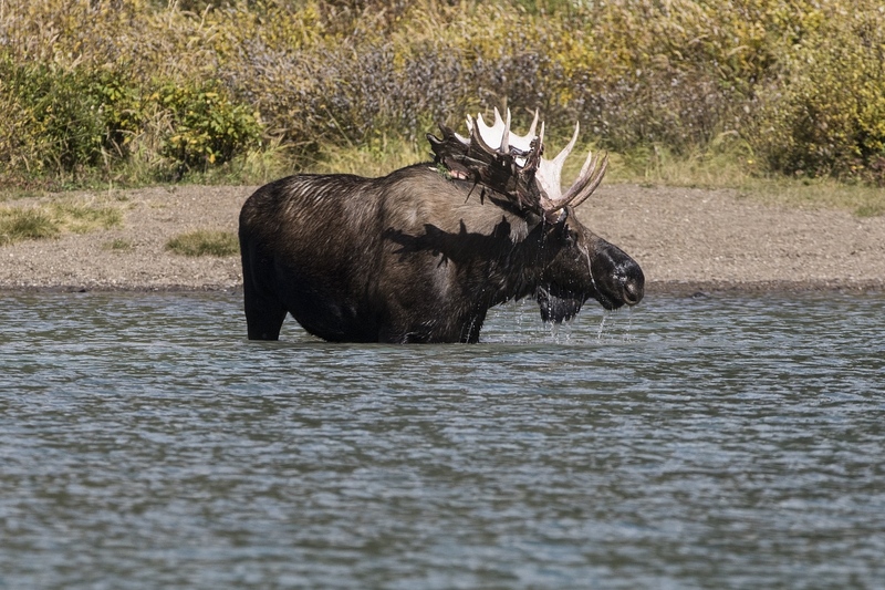 moose-3864.jpg :: Bull moose with velvet shedding stands in lake in early autumn