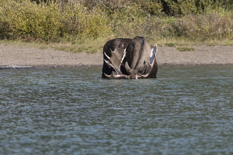 moose-38871.jpg :: Bull moose with head under water feeds in lake in early autumn