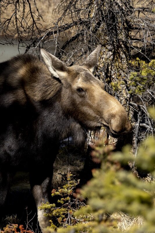 moose1503.jpg