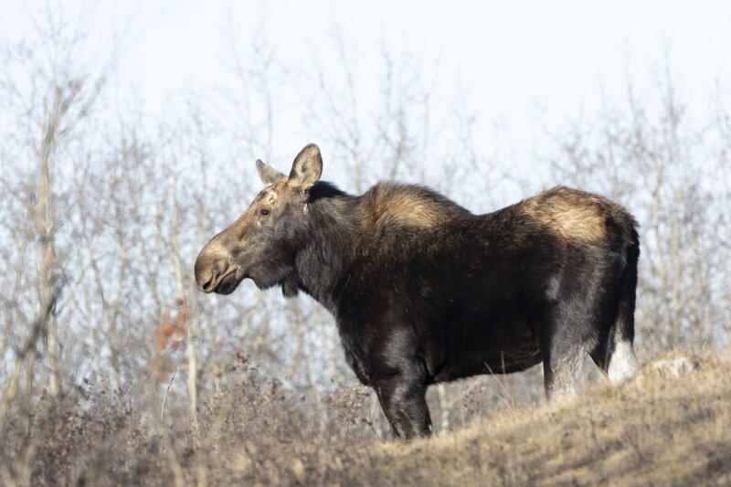 moose7552.jpg