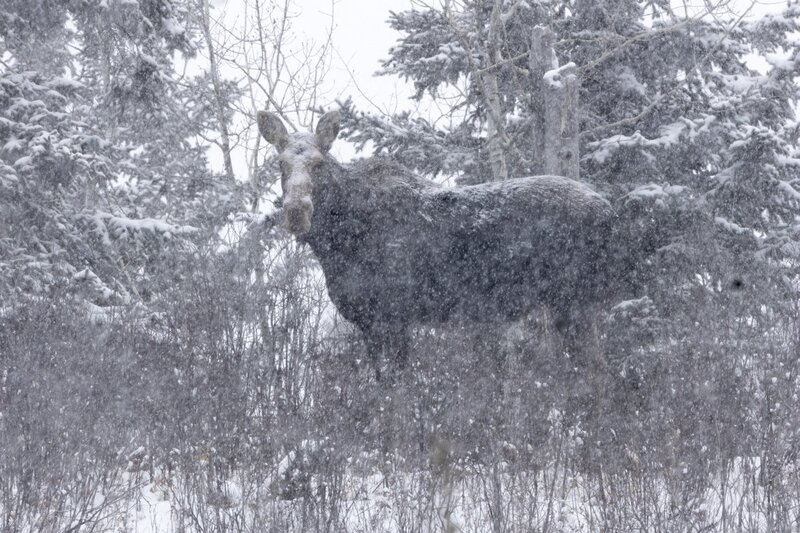 moose8324.jpg