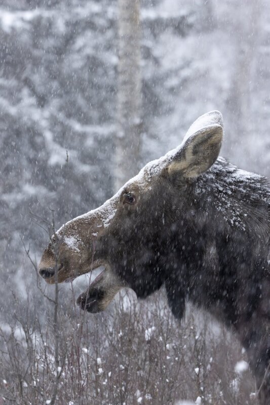 moose8362.jpg