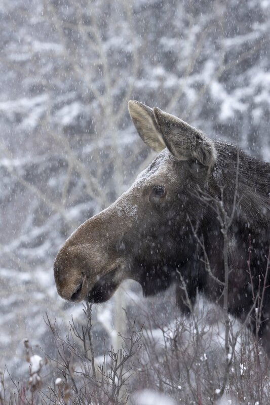 moose8413.jpg