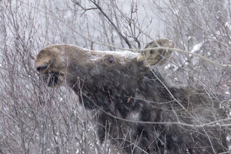 moose8450.jpg